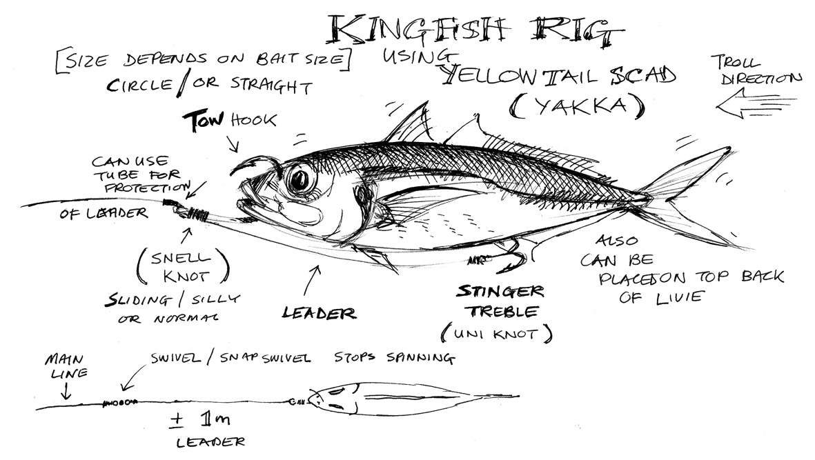 Kingfish Rig Fishing Chat Fishraider