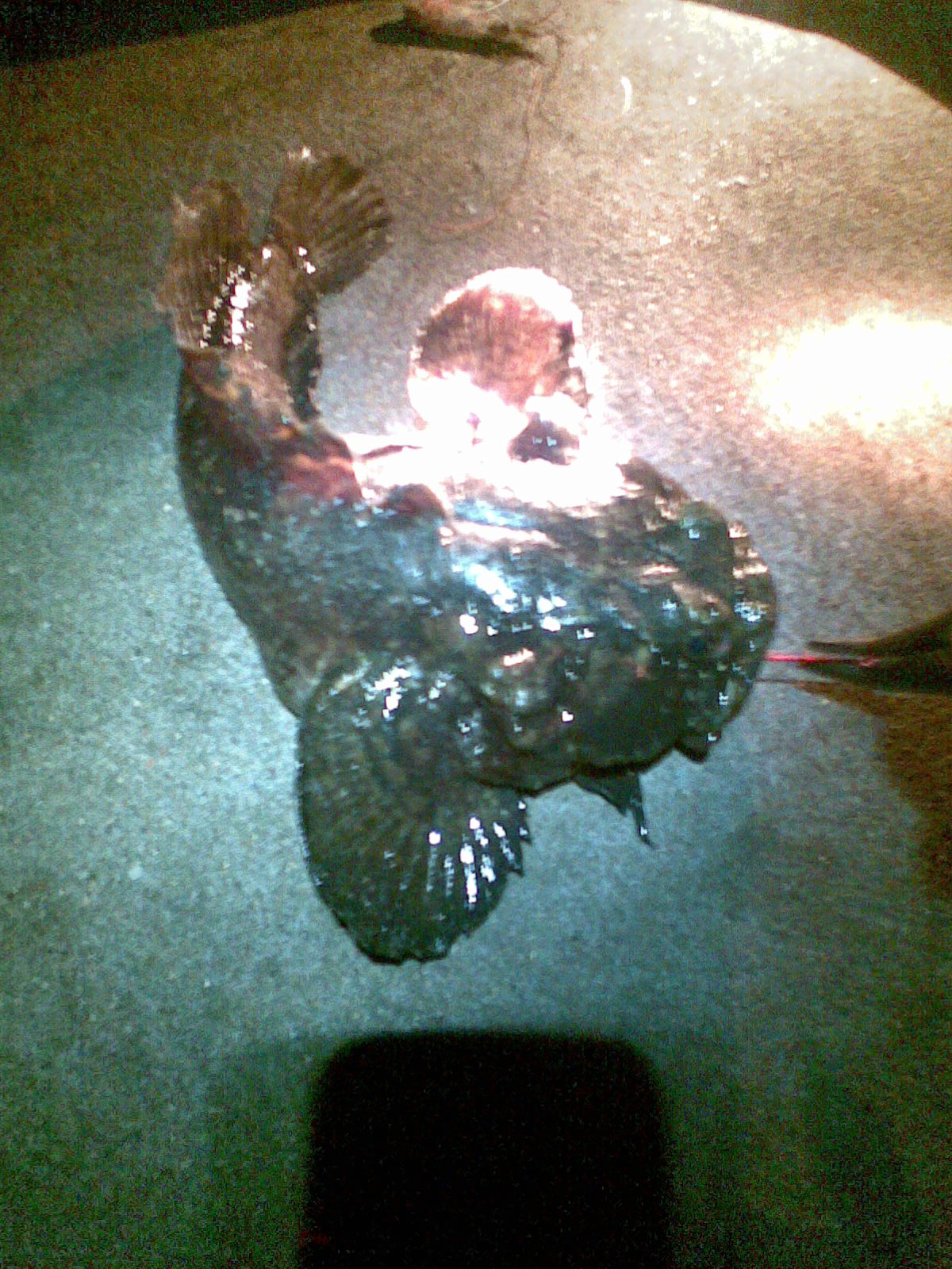 Ugliest Fish Ever! The Aquarium Fishraider