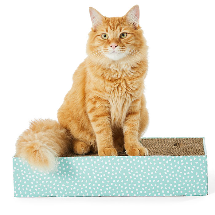 cat eating cardboard scratcher