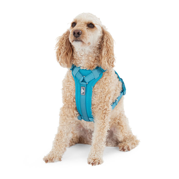 petco kong harness