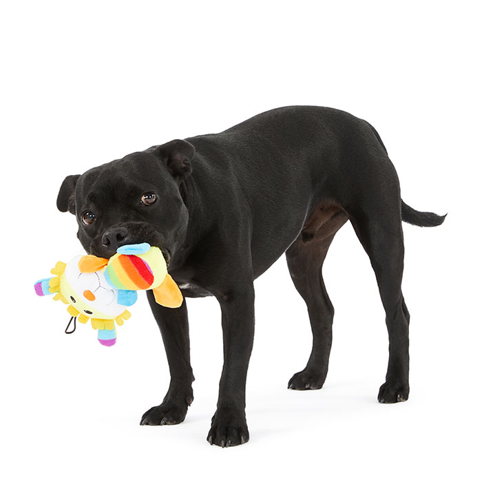 Colorful Animal Squeaker Toy