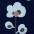 poppy