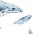 1u whales