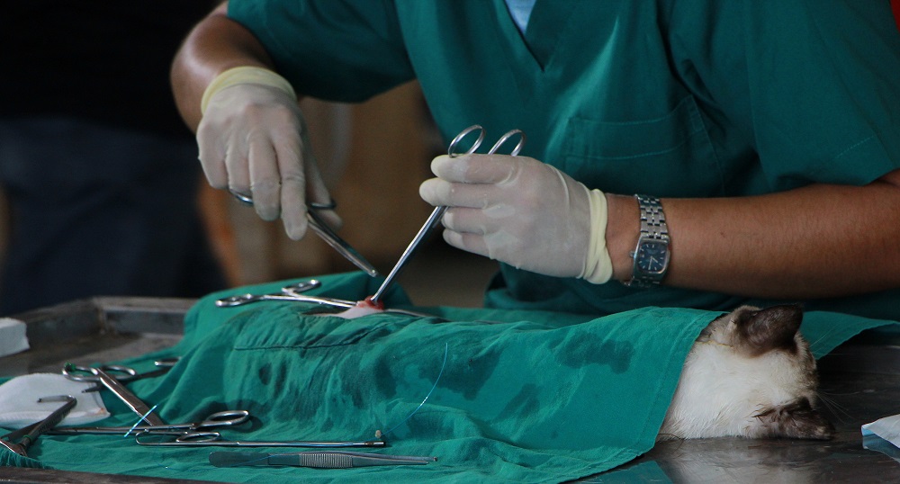 Five reasons why: Veterinary science