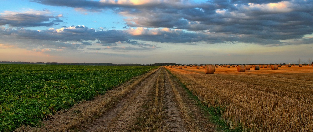 Five reasons why: Agriculture and environmental studies
