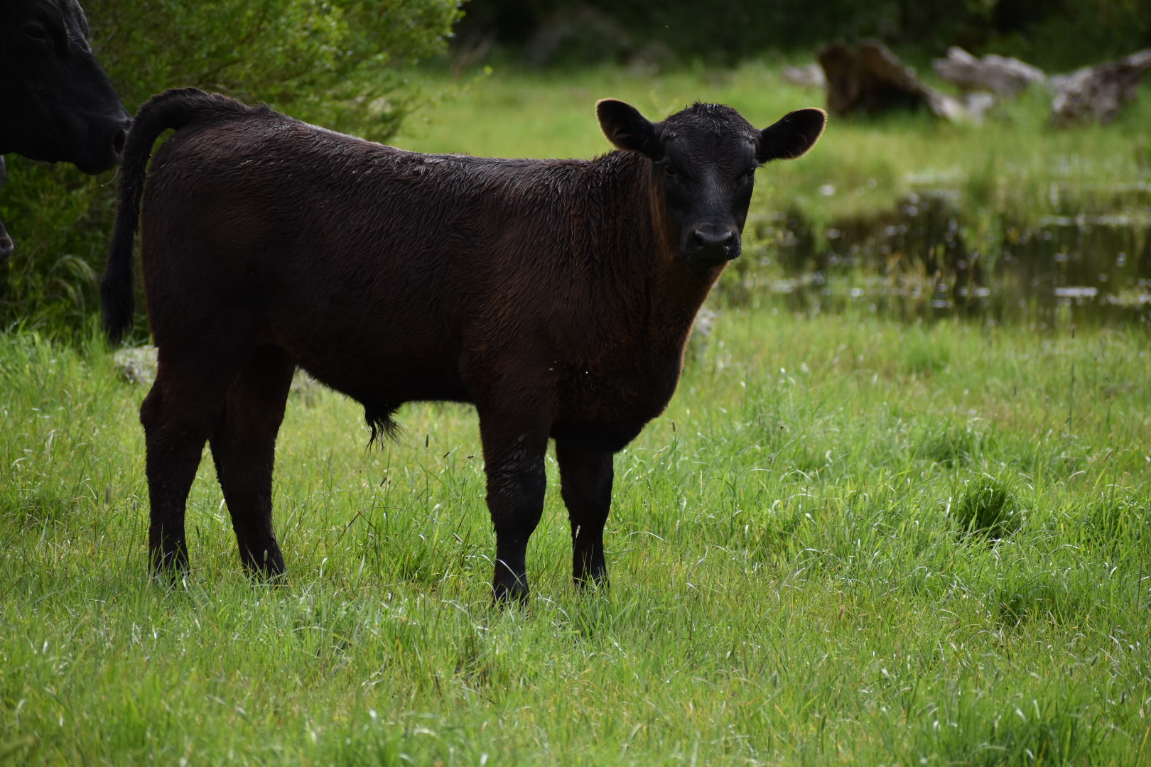 The Herd Online | Angus Cows and Calves