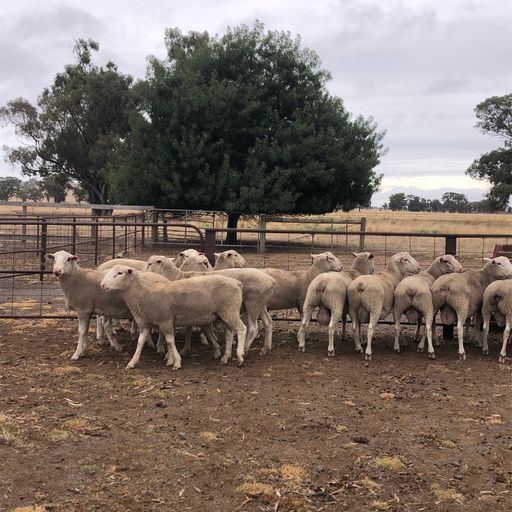 The Herd Online | 20 One Year Old White Suffolk Rams For Sale