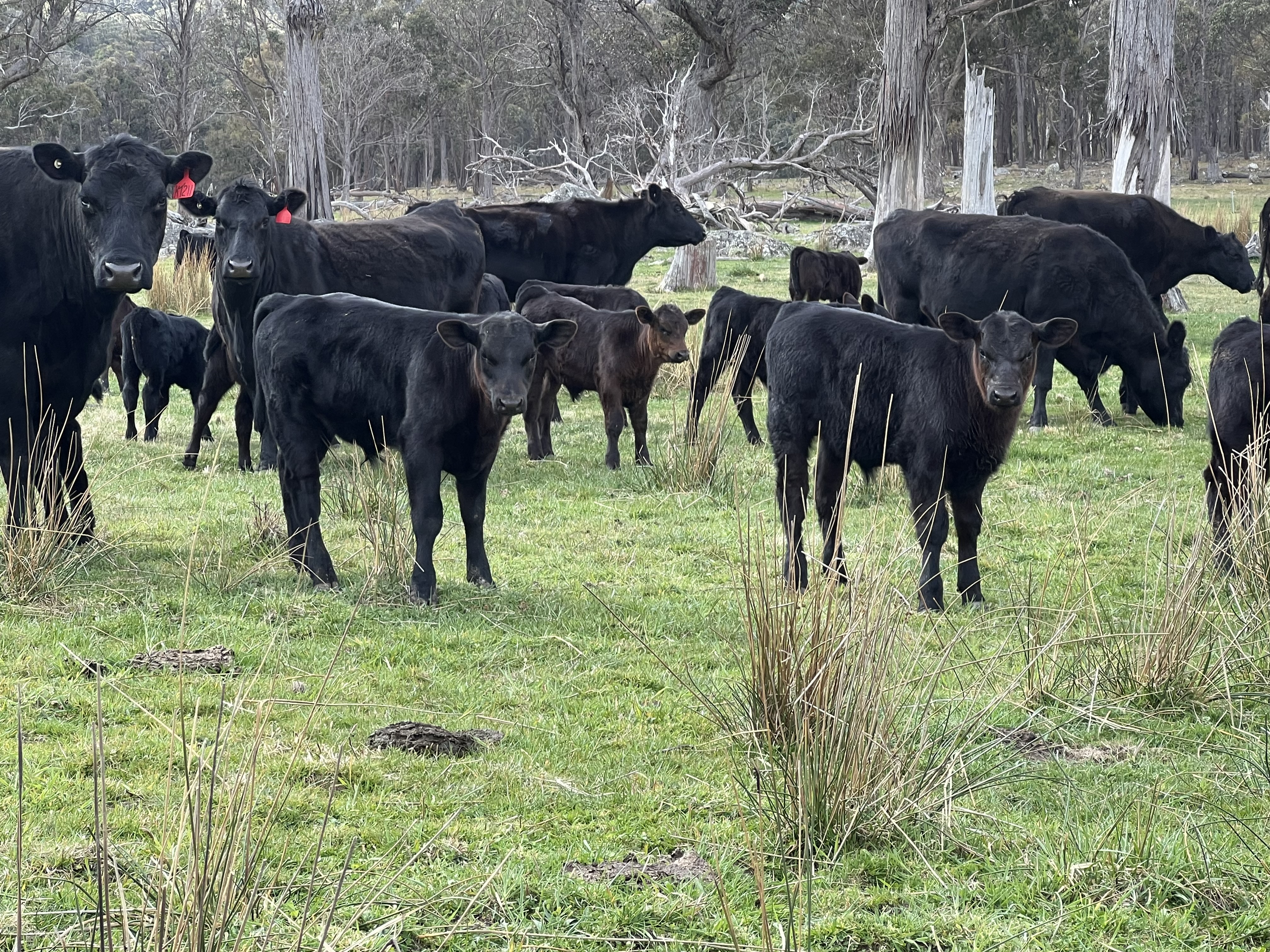 The Herd Online | 100 x 100 EU Angus Cows and Calves For Sale. New Price!