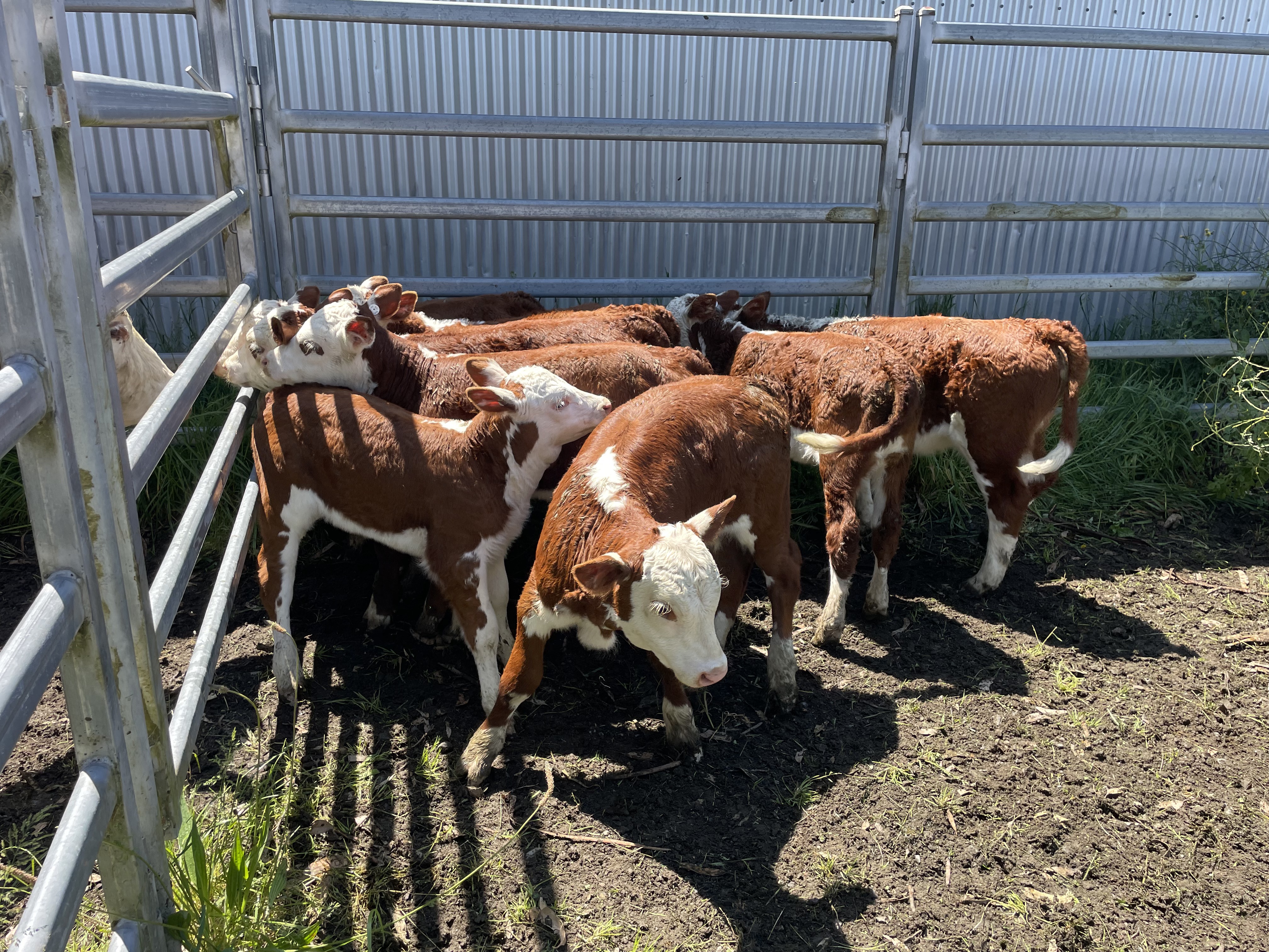 The Herd Online | HEREFORD COWS WITH CAF 7X8