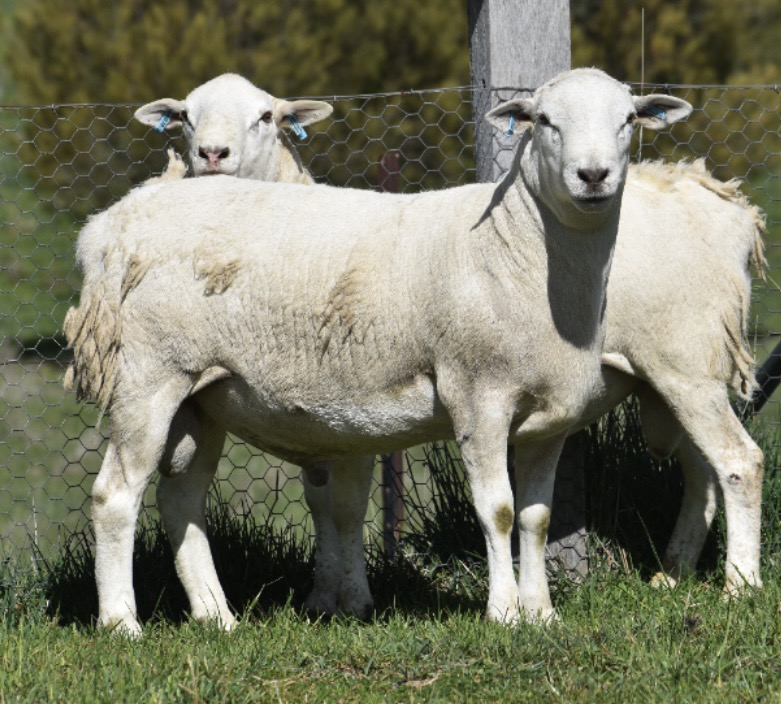 The Herd Online | Koolstra Park Australian White Rams