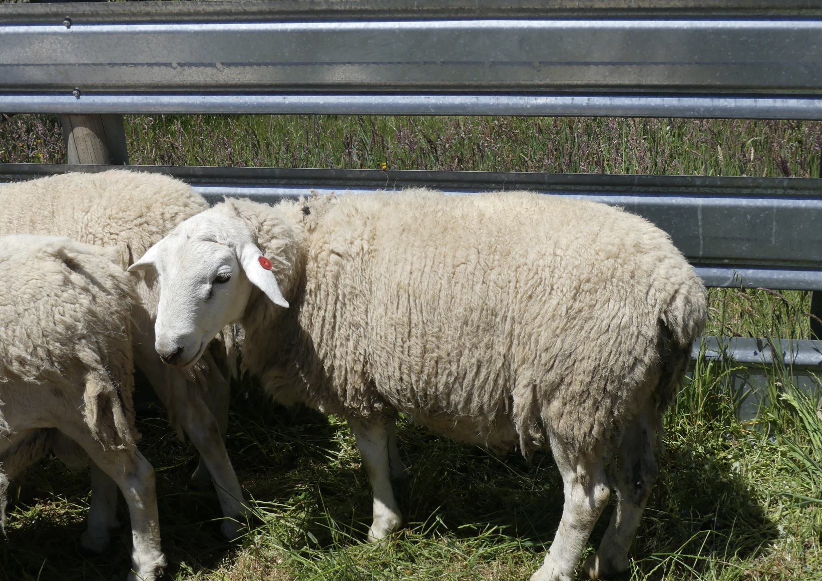 The Herd Online | 30 AUSTRALIAN WHITE REGISTERED RAMS FOR SALE