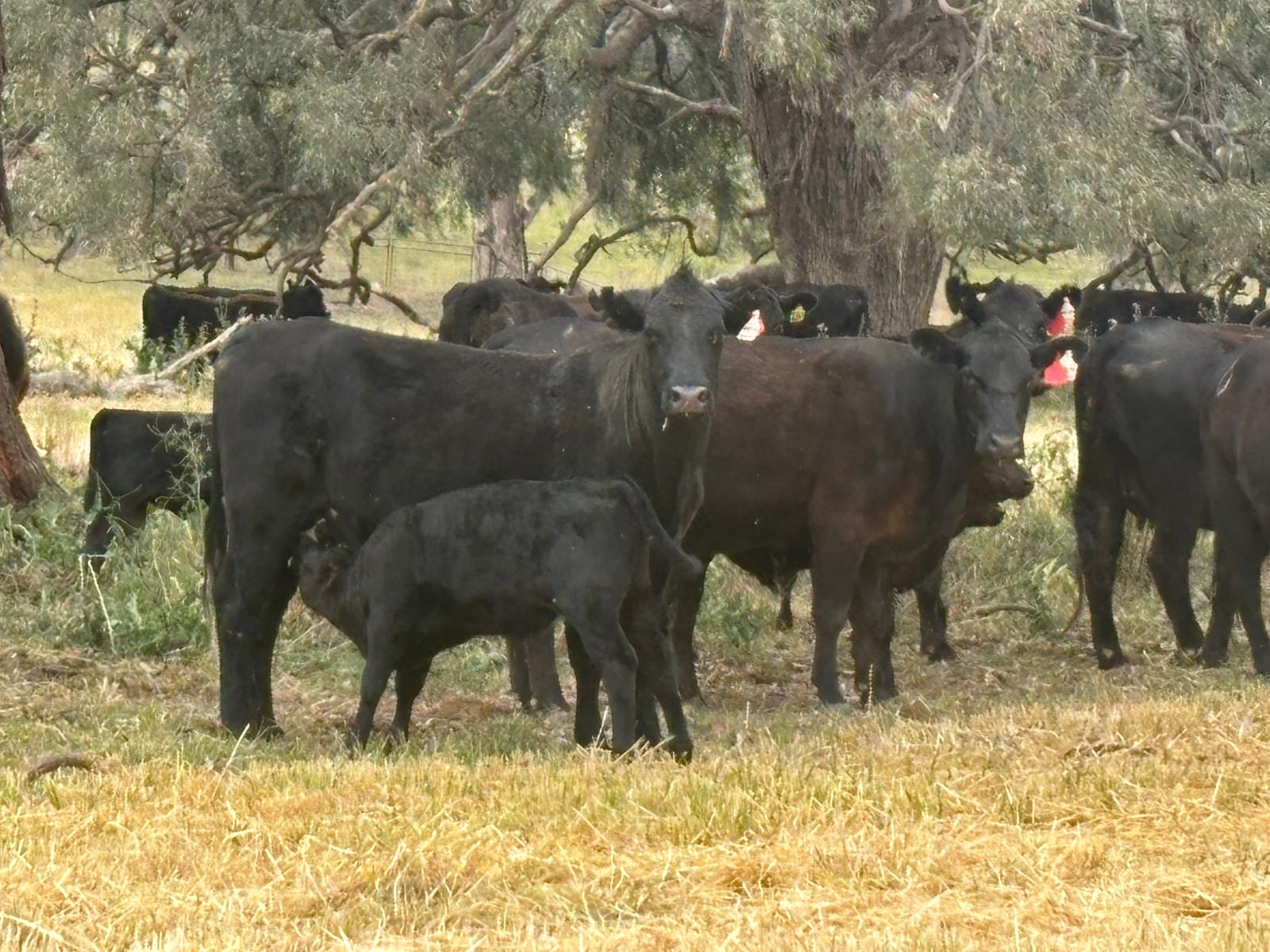 The Herd Online | 47x47 Angus Cows And Calves For Sale