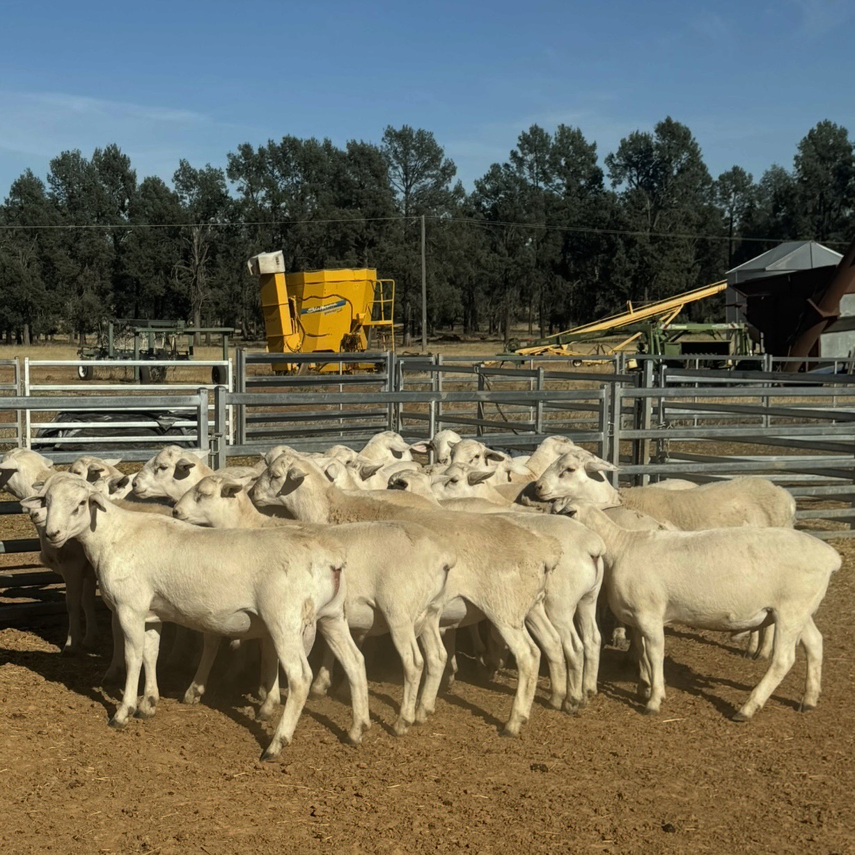 The Herd Online | Aussie White Rams