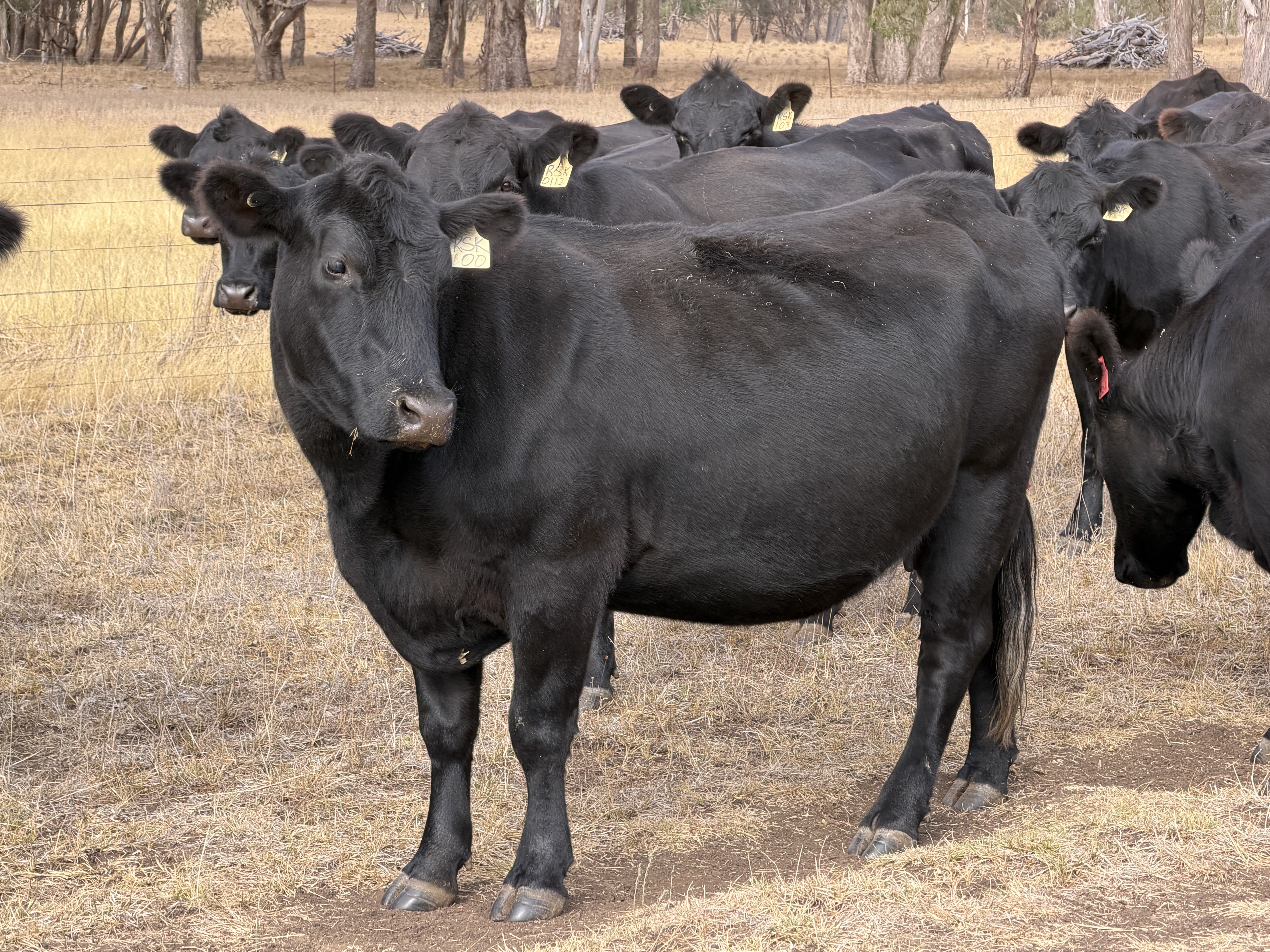 The Herd Online | 48 Angus Cows For Sale