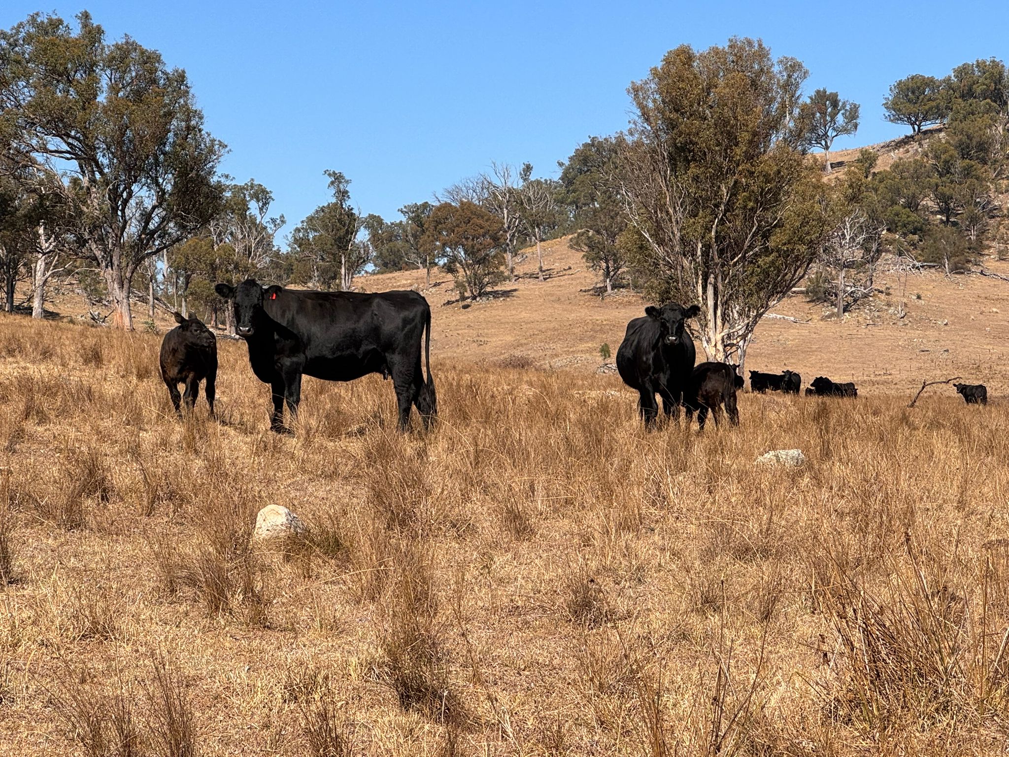 The Herd Online | Complete Dispersal of Autumn Calving EU Cows.