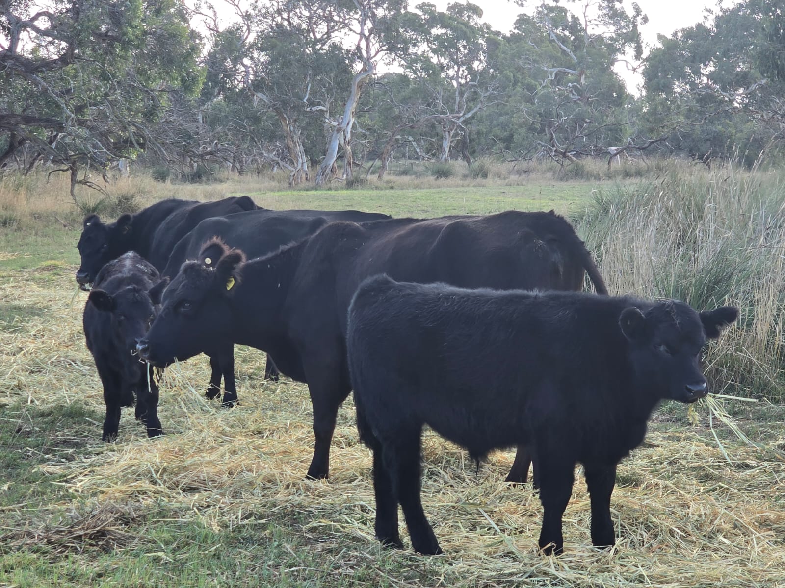 The Herd Online | 49 Angus Cows and Calves