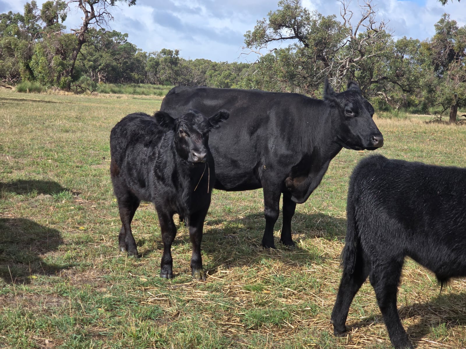 The Herd Online | 49 Angus Cows and Calves