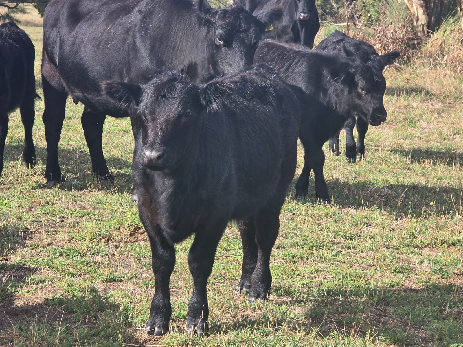 The Herd Online | 49 Angus Cows and Calves