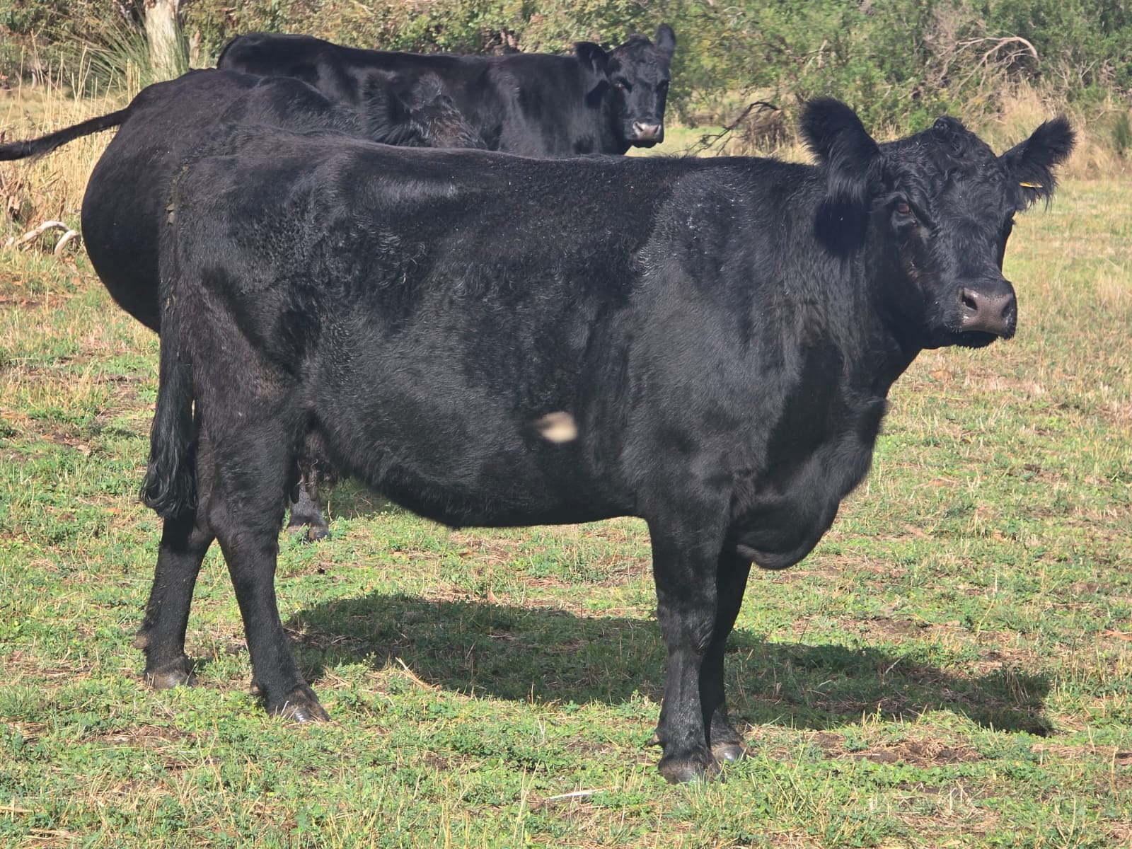 The Herd Online | 49 Angus Cows and Calves