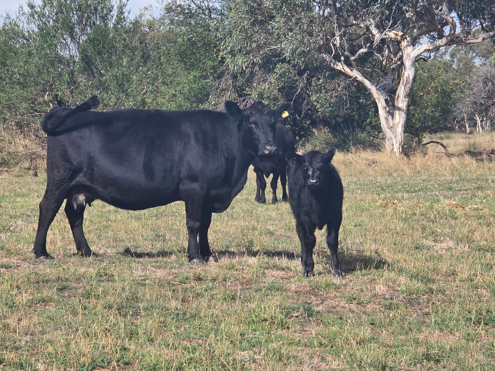The Herd Online | 49 Angus Cows and Calves