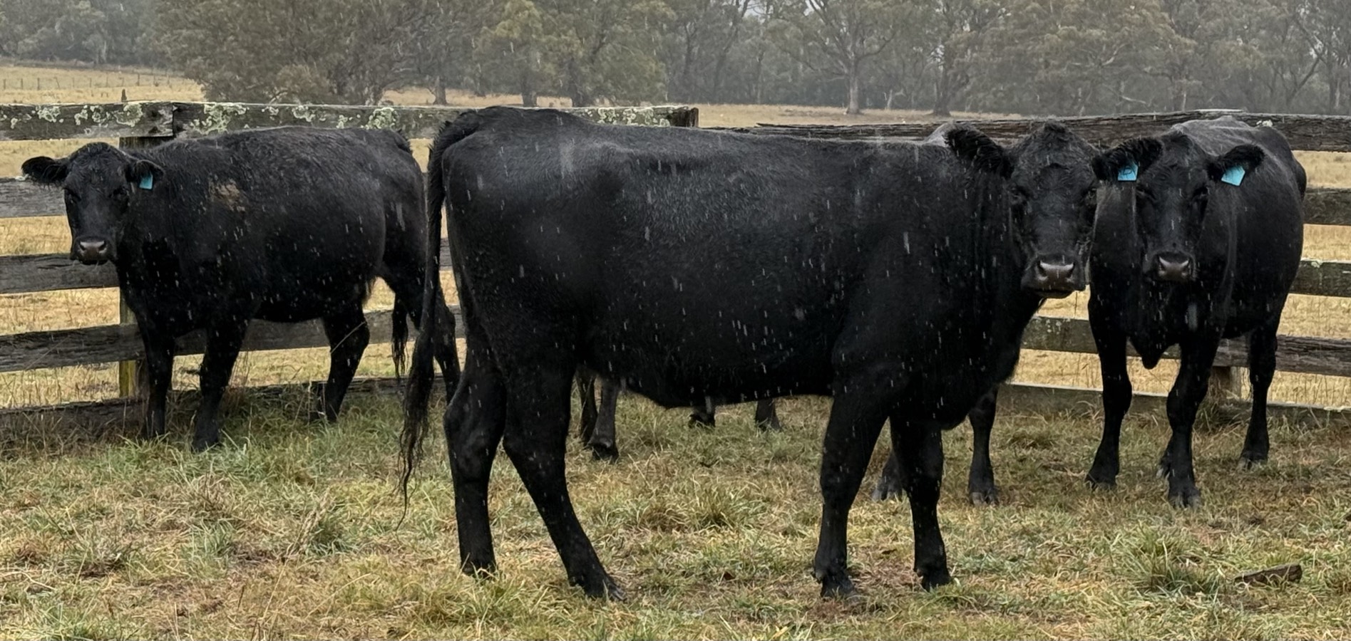 The Herd Online | 34 PTIC Angus Cows