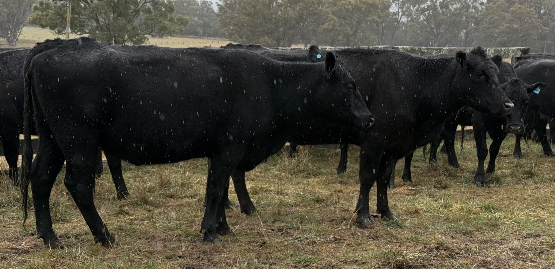 The Herd Online | 34 PTIC Angus Cows