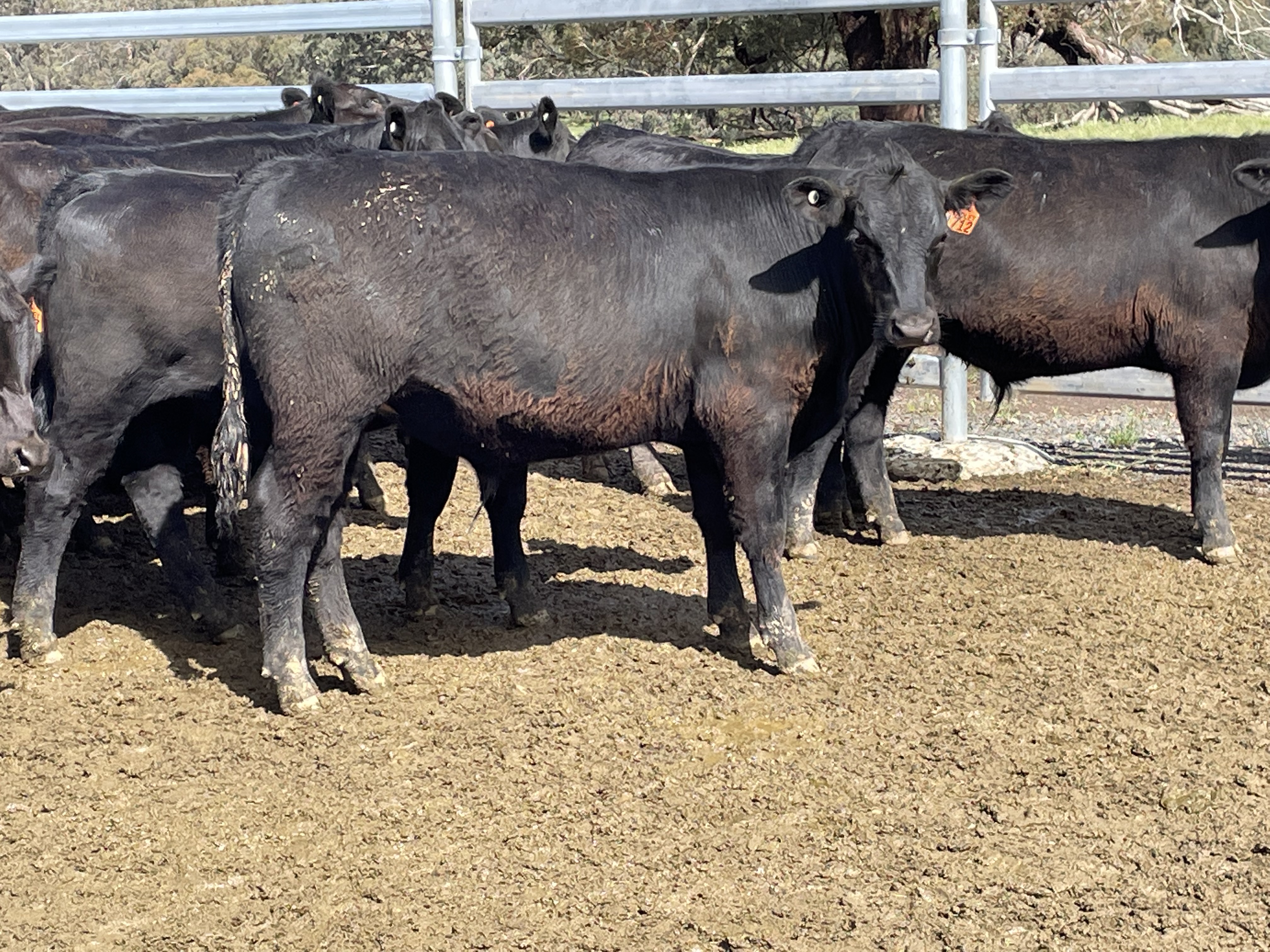 The Herd Online | KYNETON STORE CATTLE SALE