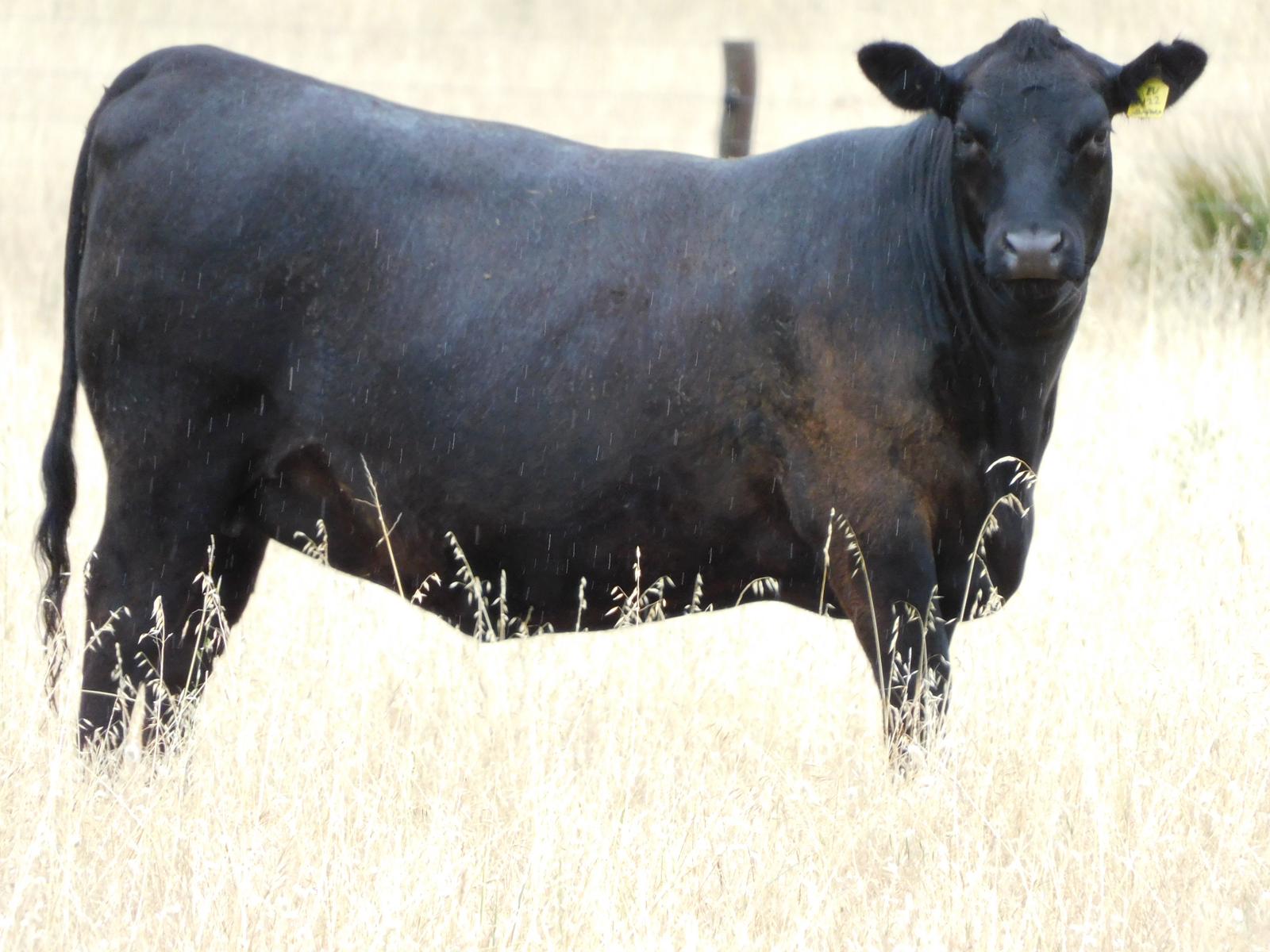 The Herd Online | NARACOORTE FEMALE CATTLE SALE