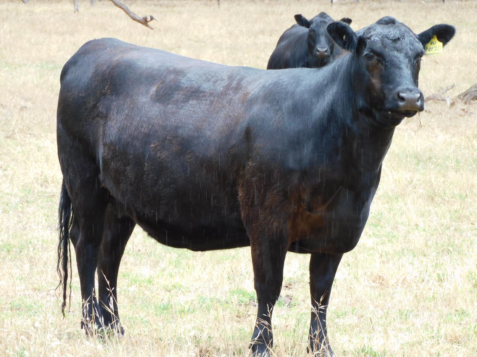 The Herd Online | NARACOORTE FEMALE CATTLE SALE