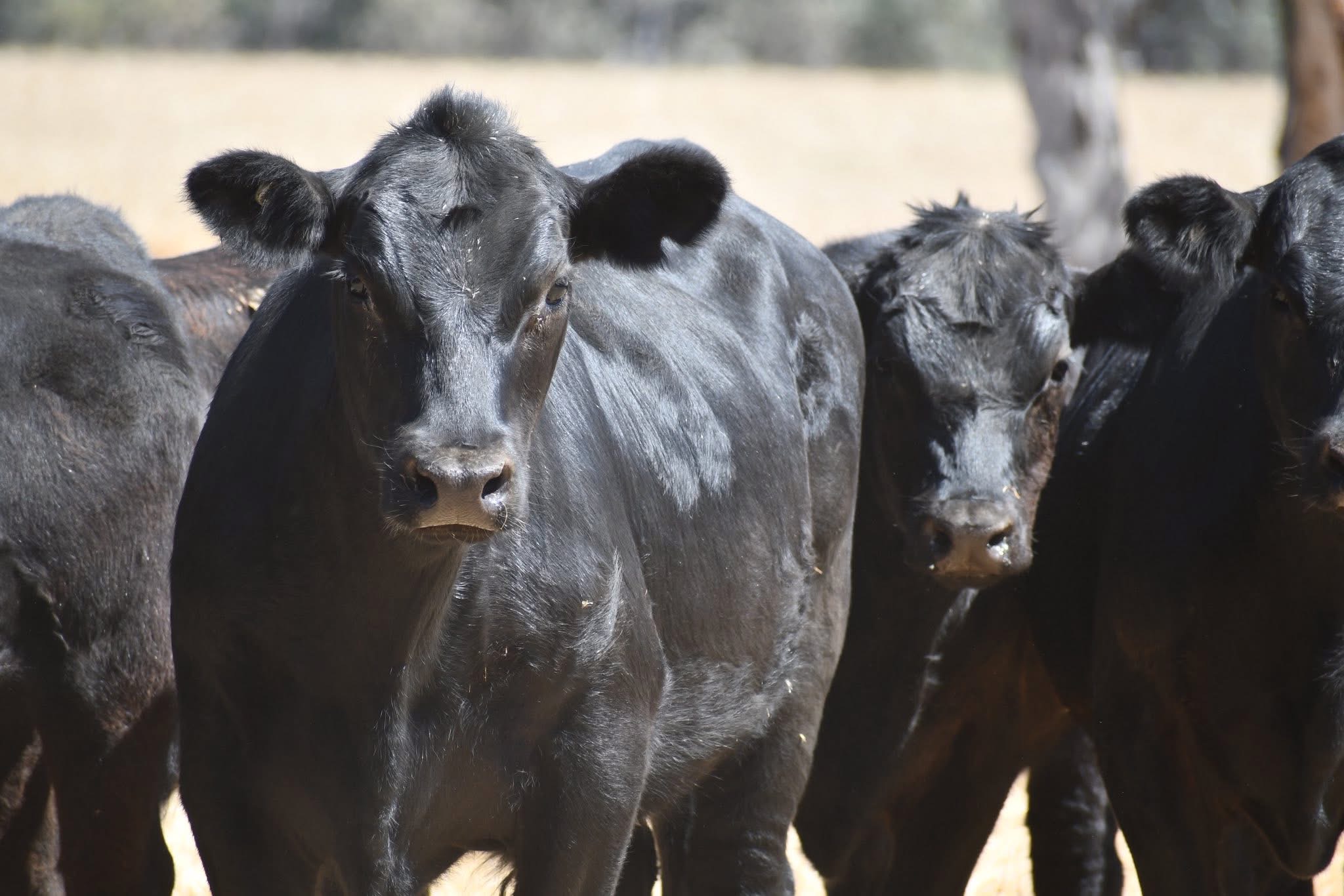 The Herd Online | CORCORAN PARKER BLUE RIBBON GROWN & WEANER CATTLE SALE