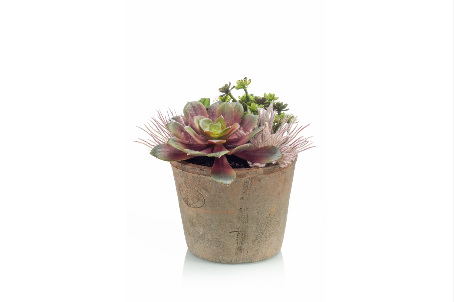 Succulent Mix In Terracotta Pot