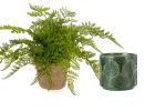 Fern Forest Plant with Flowerpot Tropical Green | Bundle