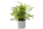 Fern Adiantum | Cement Pot | 30 cm