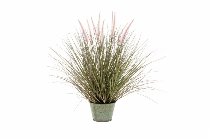 Pennisetum Grass In Zinc Pot