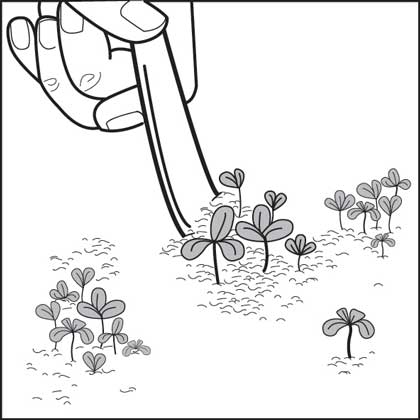 Removing seedlings.