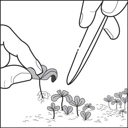 Gently separate seedlings.