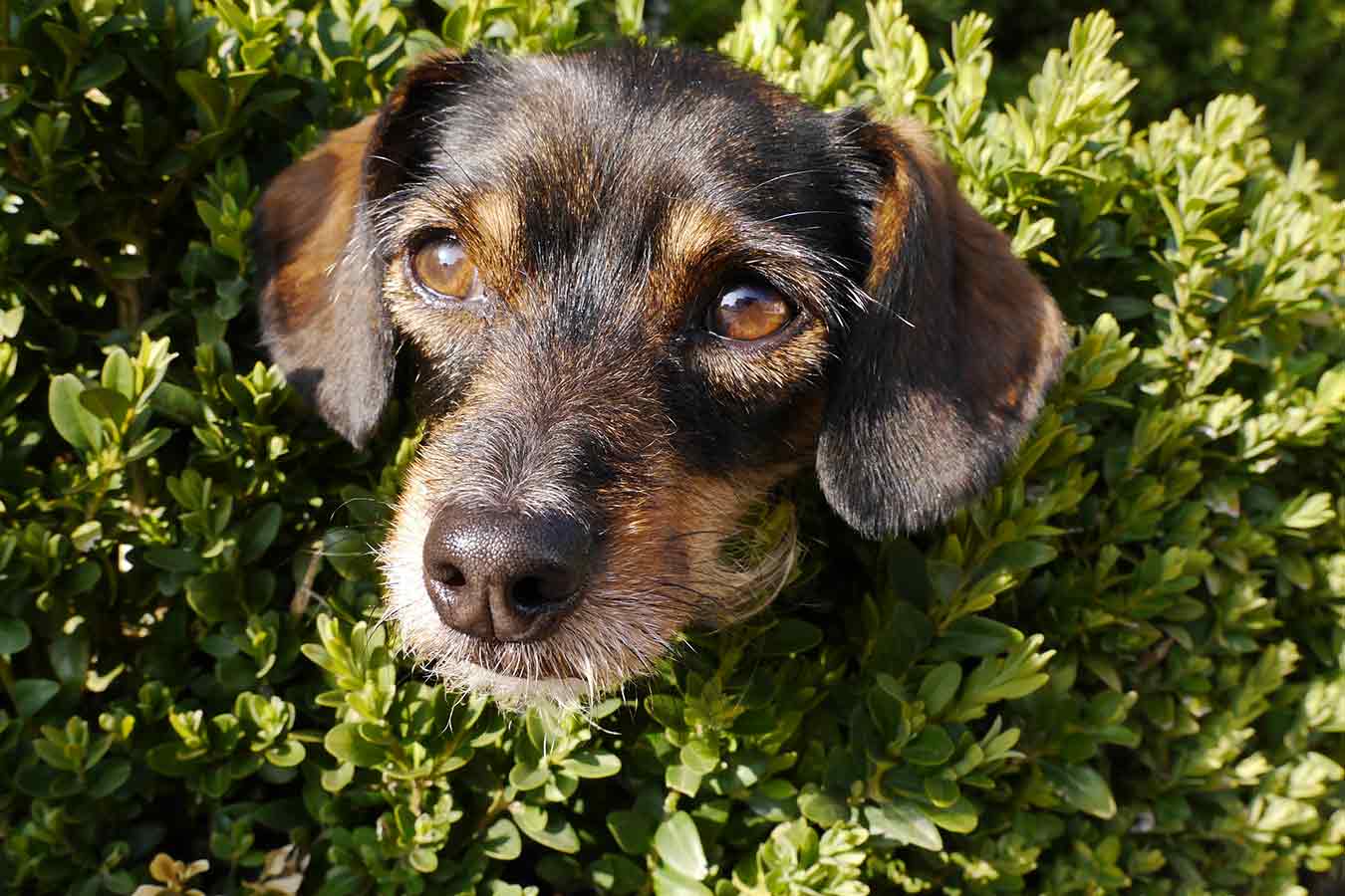Hedge Trimmers thumbnail