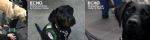 blog large image - Canine Car Safety