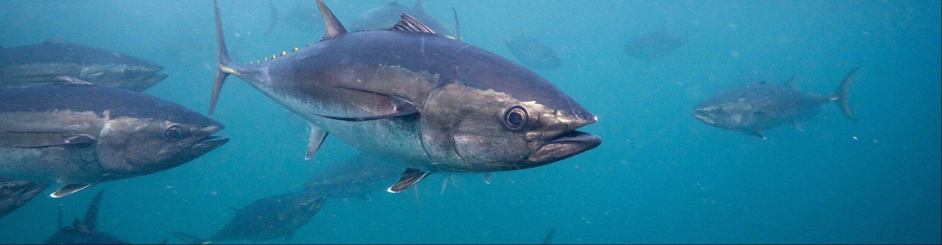Blue Fin Tuna