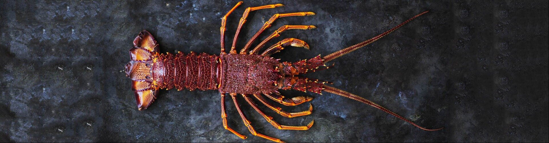 Southern Rock Lobster