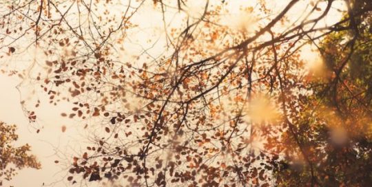 free mindfulness meditation