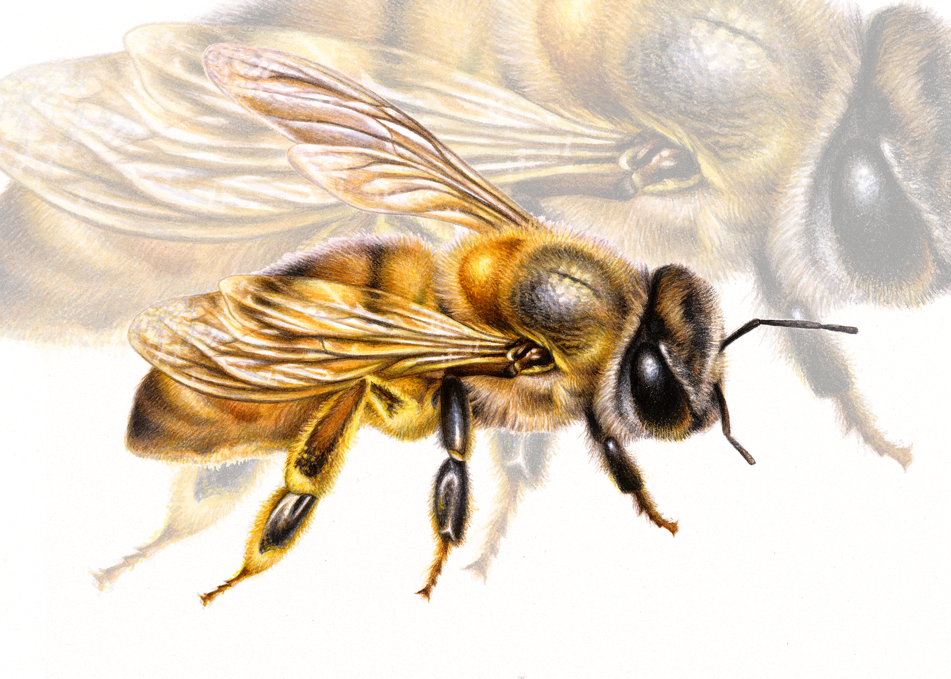 Bee Illustration in Watercolour | Heidi Willis