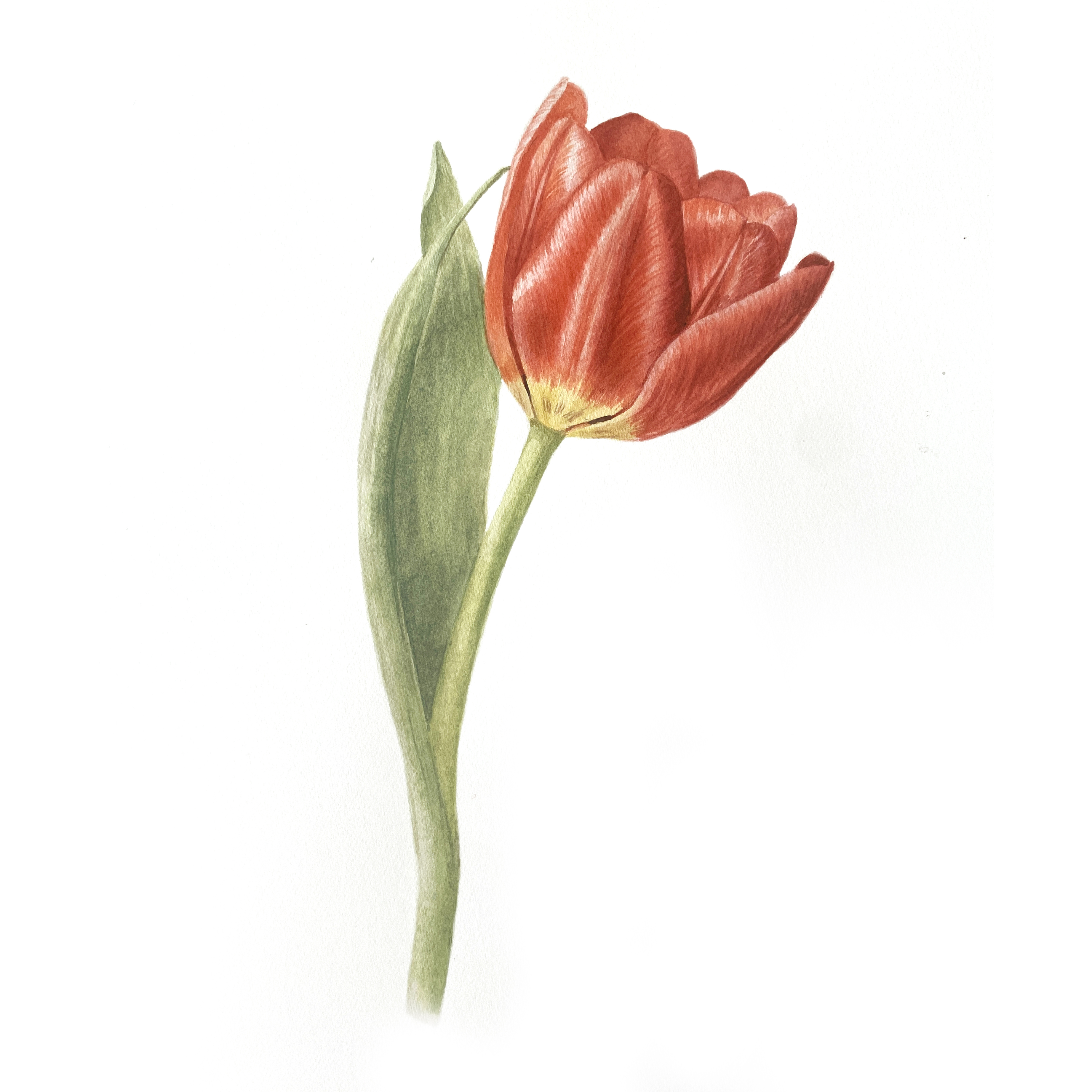Botanical Watercolour for Beginners | Jessie Rose Ford