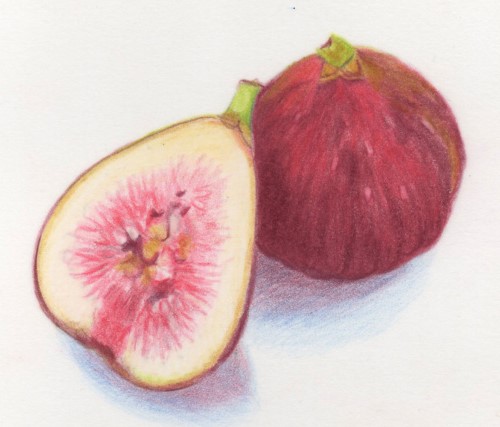 Introduction to Aquarelle (water soluble) Colour Pencils | Jan Lawnikanis