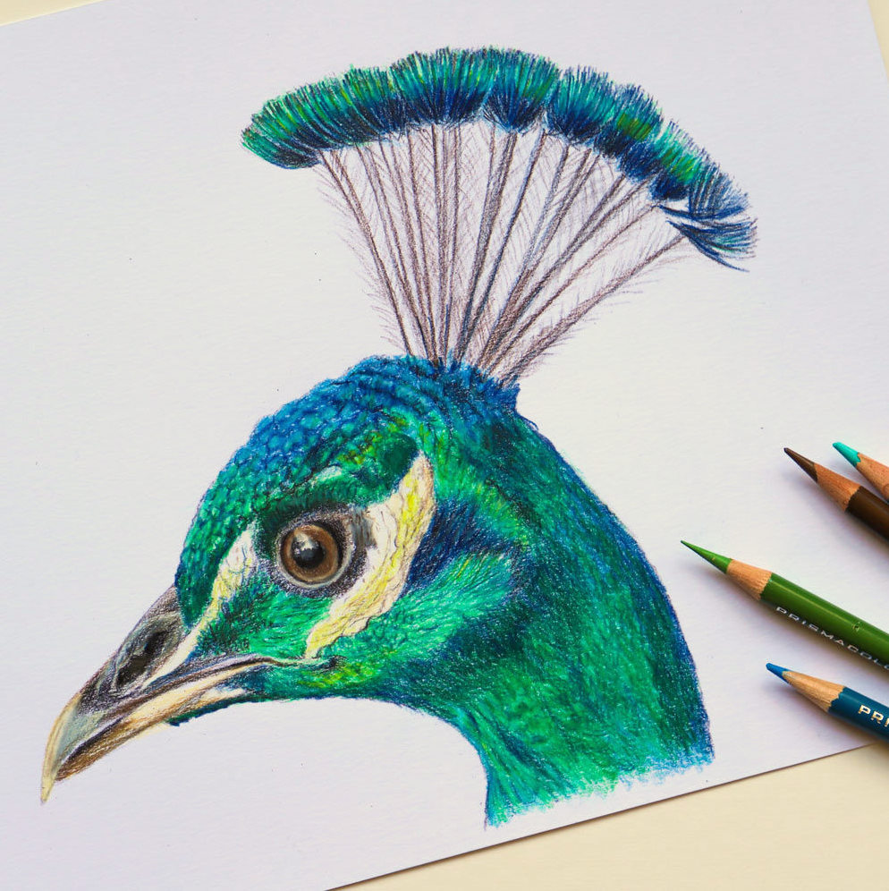 Colour Pencils For Beginners | Jan Lawnikanis
