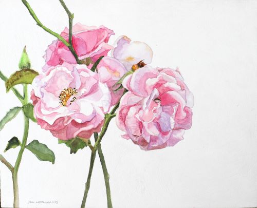 Flowers in Watercolour for Beginners | Jan Lawnikanis