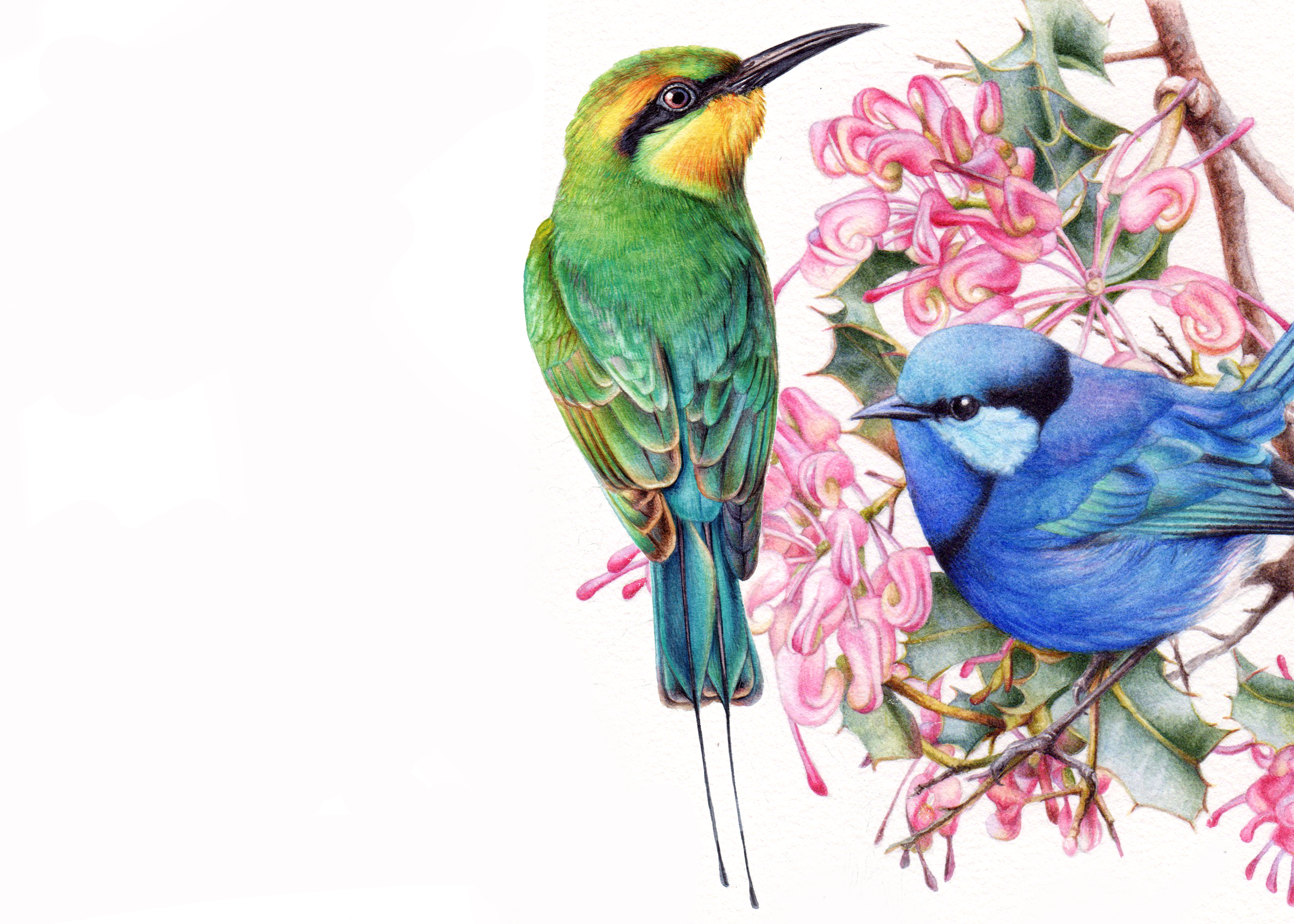 Small Bird Illustration In Watercolour | Heidi Willis
