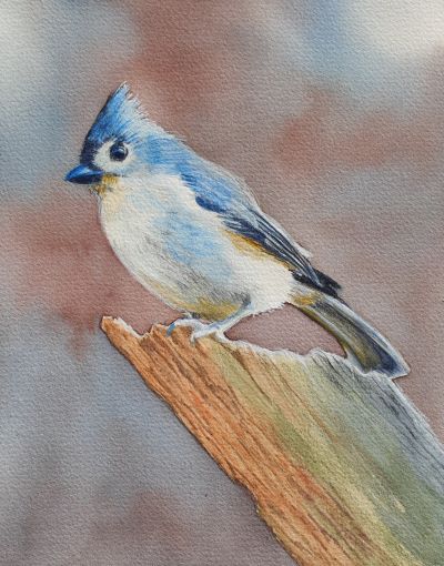 Introduction to Aquarelle (Water Soluble) Colour Pencils | Jan Lawnikanis