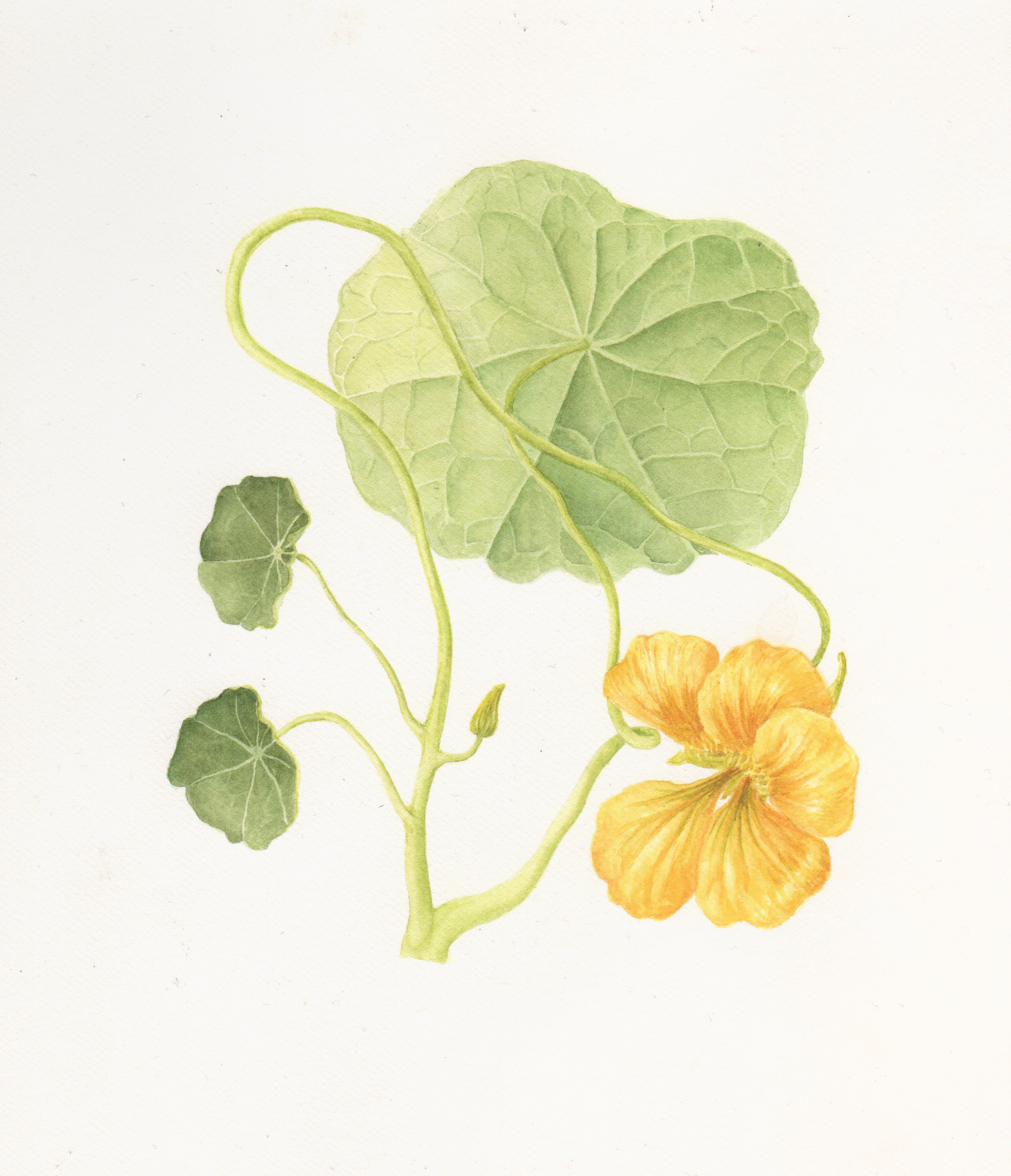 Flower Botanicals in Watercolour and Graphite | Jessie Ford