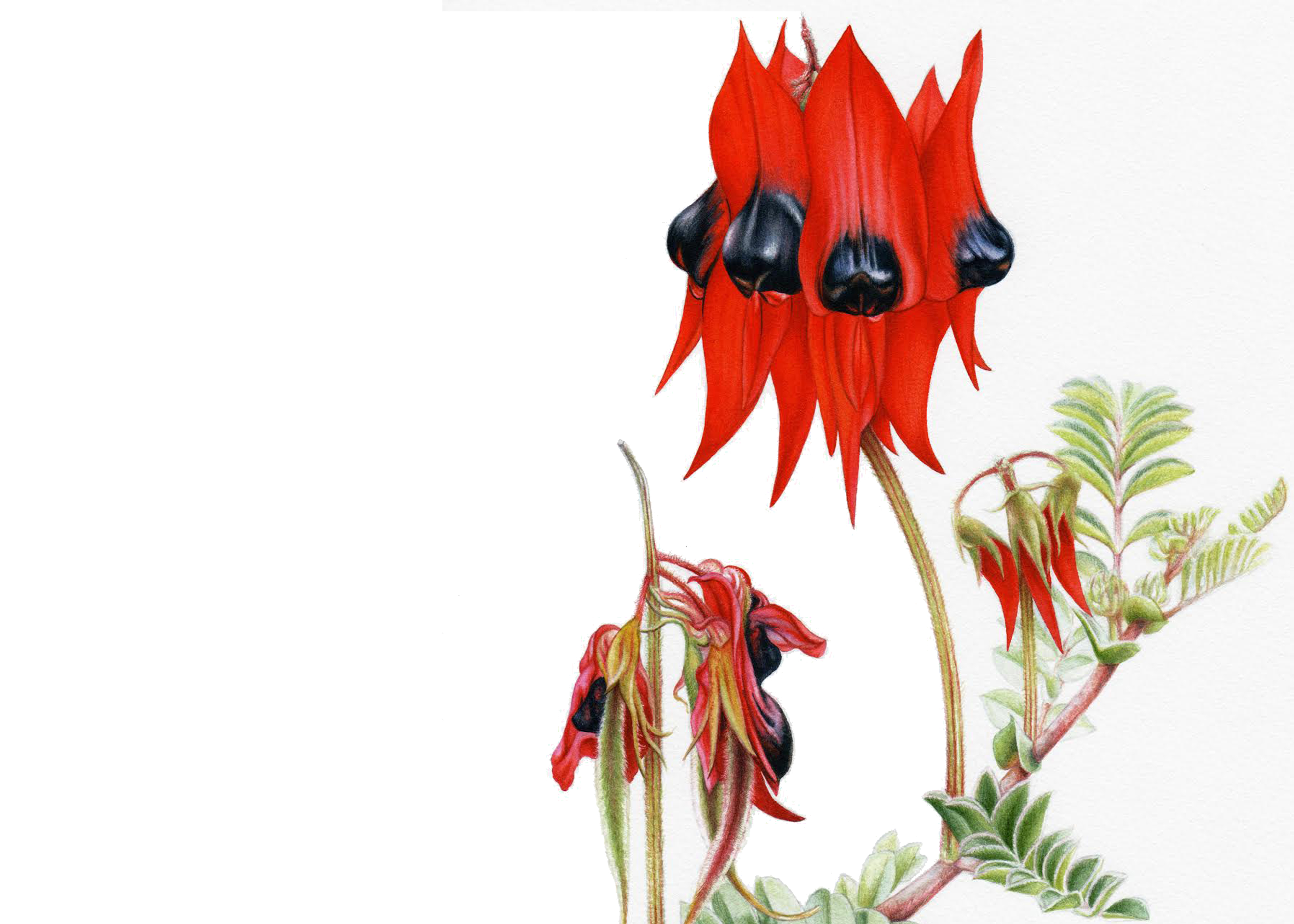 Botanical Illustration In Watercolour | Heidi Willis